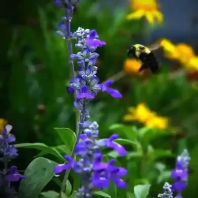 عسل گیاه یونجه در مقاله انواع عسل طبیعی